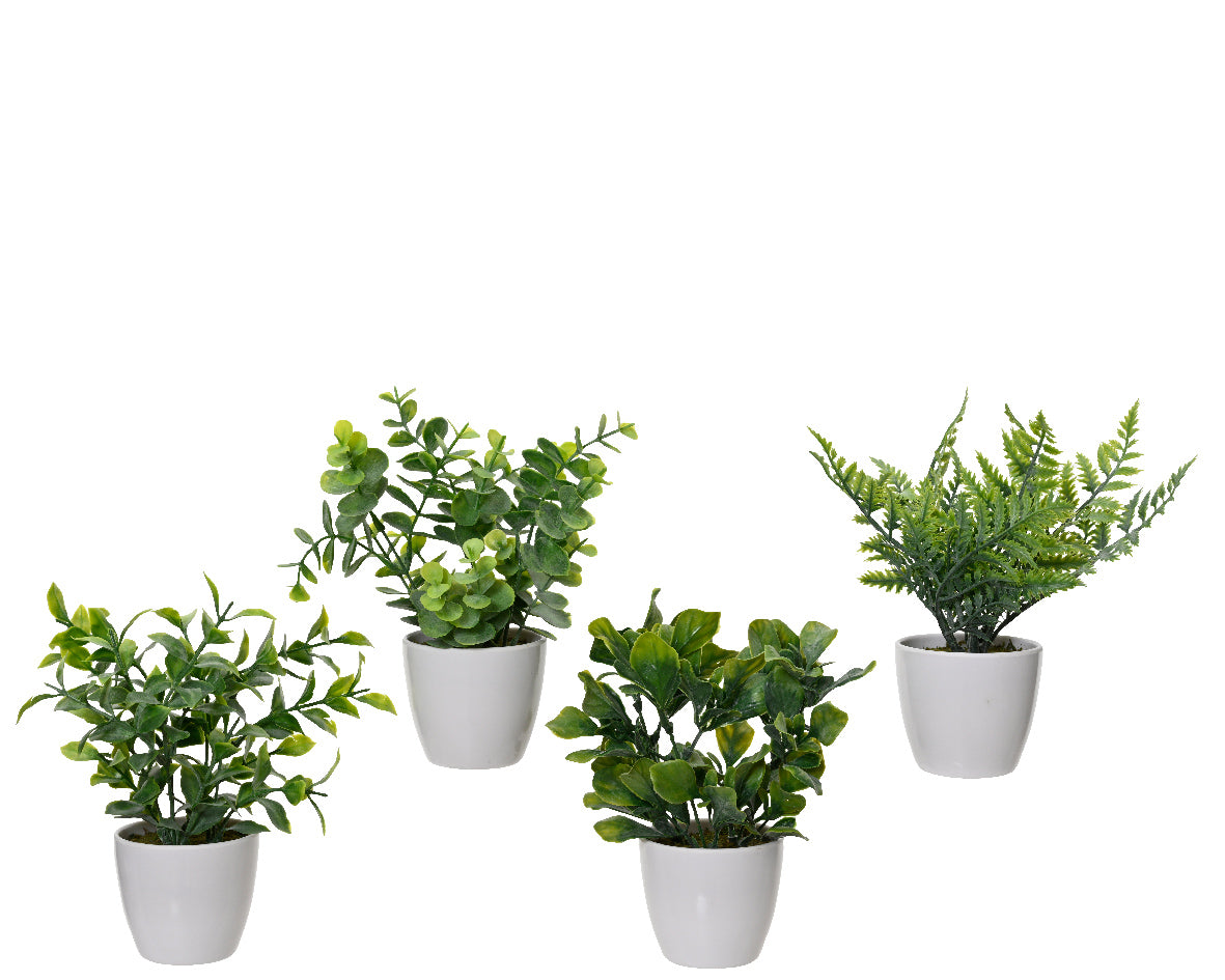 Pianta Grassa in Vaso D.8 4 Assortiti Kaemingk - Decorazione Naturale e Moderna per Ogni Ambiente Pianta Grassa in Vaso D.8 4 Assortiti Kaemingk - Decorazione Naturale e Moderna per Ogni Ambiente